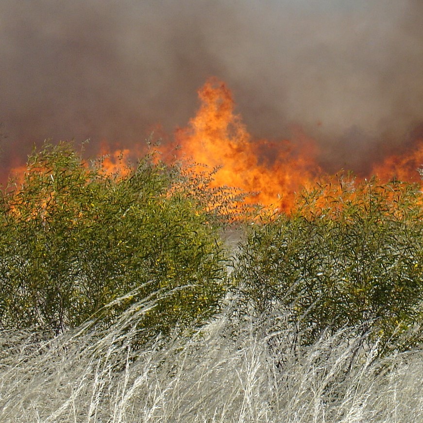  Subject-Specific Curriculum Audit: Science 